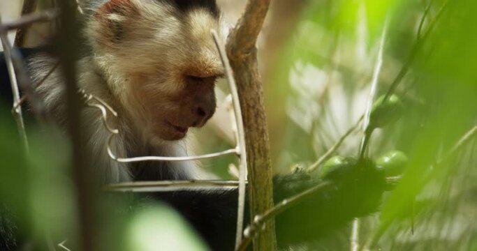 Capuchin monkey