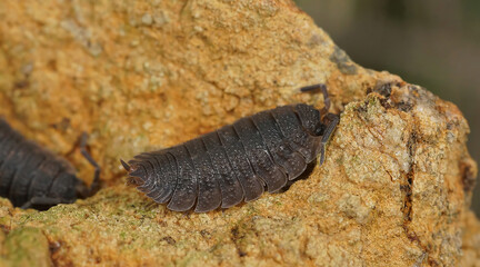 Closeup on a rough woodlouse, Porcellio scaber from Oergon, USA