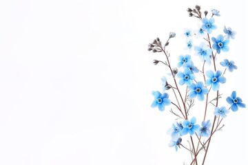 Forget-me-nots flowers on a white background