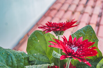 Red Gerbera or Gerbera jamesonii, red flower that represents the act of being deeply in love,...