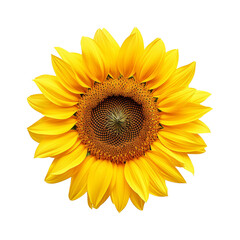Fototapeta premium sunflower isolated on transparent background