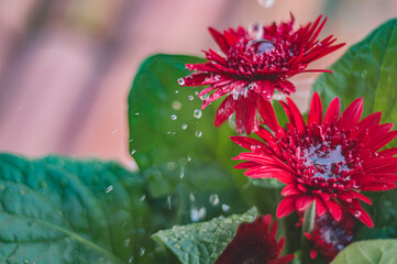 Red Gerbera or Gerbera jamesonii, red flower that represents the act of being deeply in love,...