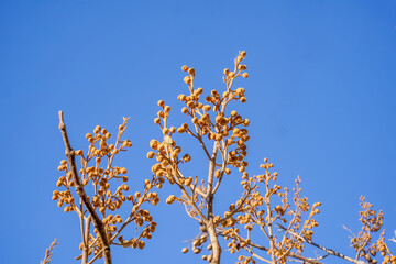 Yellow wild fruit under blue sky