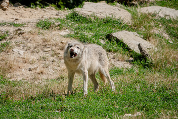 Wolf kaut