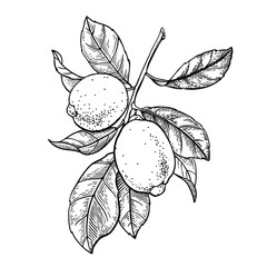  Lemon branch with leaves and fruits. Black and white contour drawing. Vector illustration. 