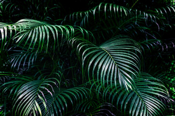 Tropical palms featuring dark green leaves captured in a close-up, showcasing their large foliage.