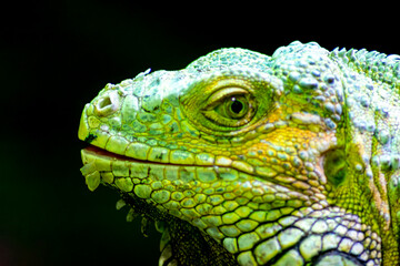 La cabeza y la cara de una iguana verde o americana recluida en un zoológico de Vigo