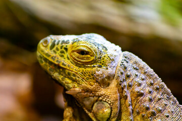 La cabeza y la cara de una iguana verde o americana recluida en un zoológico de Vigo