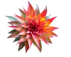 flower isolated on white background