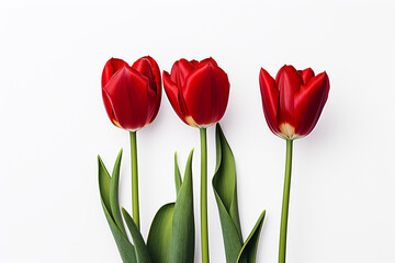 photography of some red tulip flowers on a white background, in the style of playful compositions created with Generative Ai