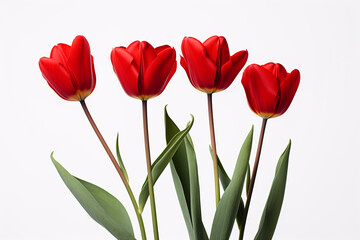 photography of some red tulip flowers on a white background, in the style of playful compositions created with Generative Ai