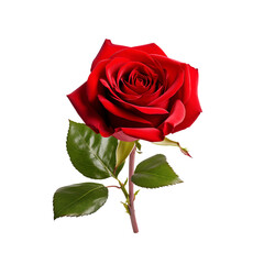 Fototapeta premium Red Rose on transparent background,