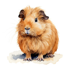 Cute domesticated guinea pig, front view. Digital watercolour on white background
