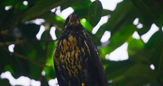 Common black hawk