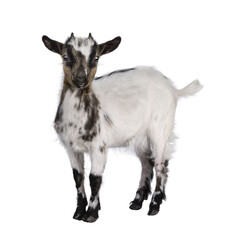 Cute white with brown Pygmy goat, standing side ways facing camera. Looking straight towards camera showing both eyes. Isolated cutout on a transparent background.