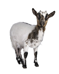 Cute white with brown Pygmy goat, standing side ways facing camera. Looking straight towards camera showing both eyes. Isolated cutout on a transparent background.