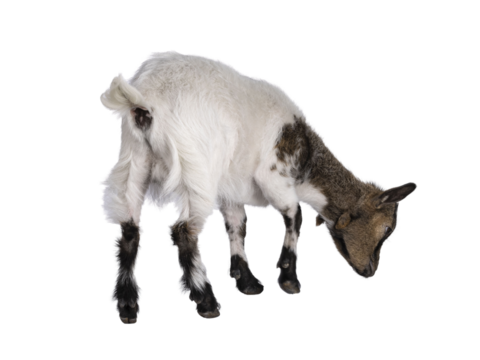 Cute white with brown Pygmy goat, standing facing back. Head down like eating. Isolated cutout on a transparent background.