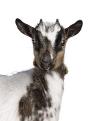 Head shot of cute white with brown Pygmy goat, standing side ways. Looking straight to camera. Isolated cutout on a transparent background.
