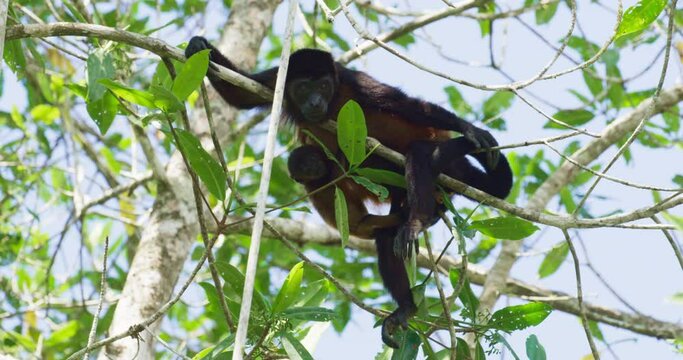 Howler monkey