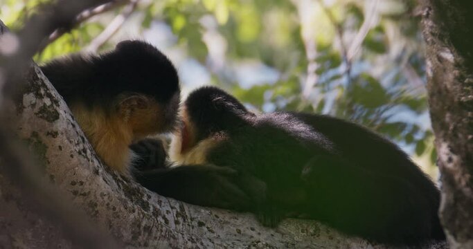 Capuchin monkey