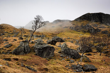 Scottish Mountain - Rocky Landscape - Heather - Small Tree