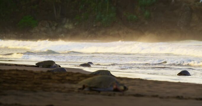 Olive ridley sea turtle