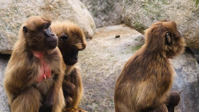 Close up of baboons sitting on a rock on a sunny day.