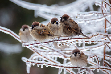 Little sparrows sit on icy branches in a city park. Birds in the city. Icing.