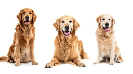 Obraz premium Three golden retrievers sitting next to each other. Suitable for pet-related content and advertising