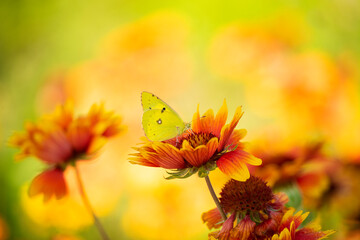 Gaillardia aristata flowering wild plants, red and yellow daisy flower in bloom and butterfly Krushinnitsa, or lemongrass