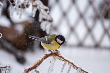 A small bright titmouse sit on icy branches in a city park. Birds in the city. Icing.