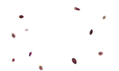 floating rose petals png overly on white background