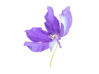 Purple clematis flower closeup isolated transparent png. Shallow focus. Clematis jackmanii bloom sway in the wind side view.
