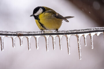 A small bright titmouse sit on icy branches in a city park. Birds in the city. Icing.