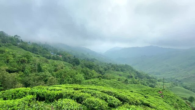 Darjeeling tea garden in India View of  tea  garden on a cloudy day in India, west bengal, darjeeling