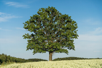 Growing tree in the field and climate change on Earth. Nature, environmental protection concept.