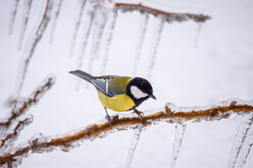 Naklejka premium A small bright titmouse sit on icy branches in a city park. Birds in the city. Icing.