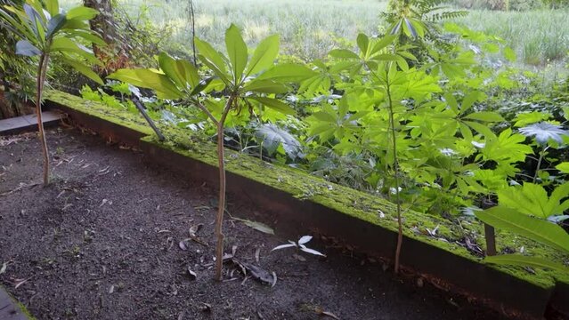 Road side plantation of Magnolia champaca commonly known as champa tree in India. Rajpur Raod, Dehradun India.
