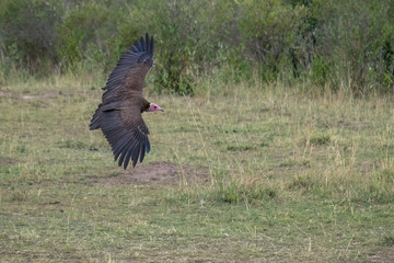 Majestic bird soaring through the sky, displaying its wings in full extension in Kenya's safari