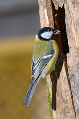 great tit  on a branch