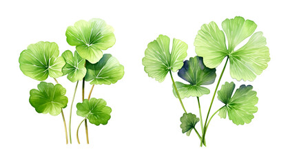 Gotu kola plant, watercolor clipart illustration with isolated background.