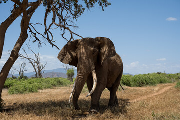 big elephant in the savannah of Africa