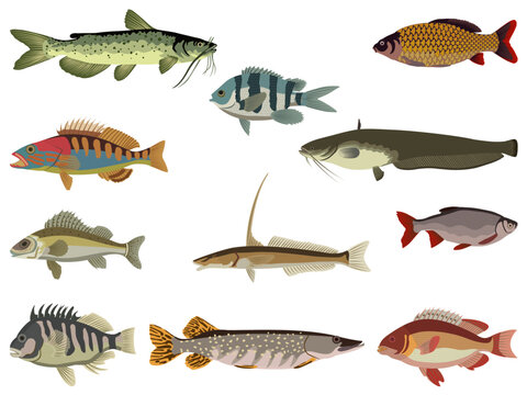 Colorful fish set. River and sea fish. Vector illustration.