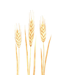 Watercolor Ears of Wheat illustration. Hand-painted isolated on a white background