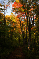 Naklejka premium A trail in the beautiful Quebec fall colors
