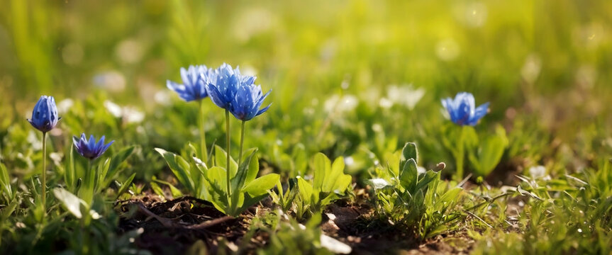 Ground with growing spring flower.