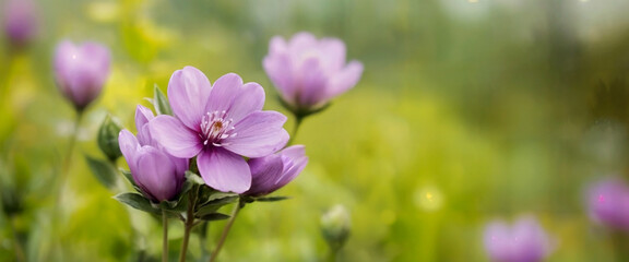 Soft Purple flowers of violet ,Flower in nature spring background with empty space.
