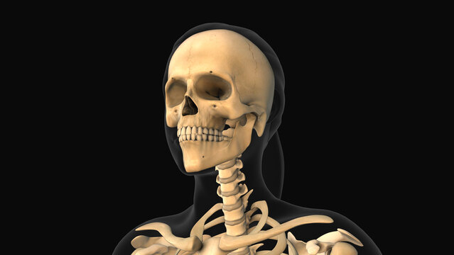 Medical animation of the mandible bone pain
