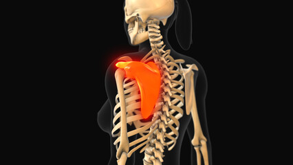 Medical animation of the scapula bone pain - obrazy, fototapety, plakaty