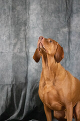 Vizsla dog ready to jump
